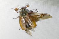 Melolontha melolontha