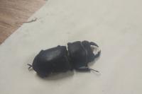 Dorcus parallelipipedus