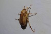 Rhizotrogus marginipes