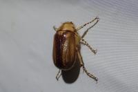 Rhizotrogus aestivus