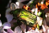 Cetonia aurata