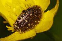 Oxythyrea funesta
