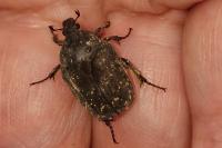 Netocia morio