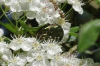 Cetonia aurata