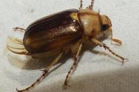 Rhizotrogus aestivus