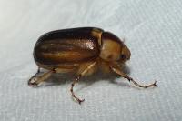 Rhizotrogus aestivus