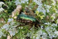 Cetonia aurata
