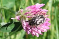 Oxythyrea funesta