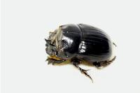 Copris lunaris