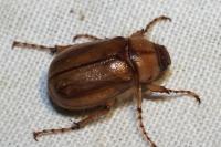 Rhizotrogus marginipes