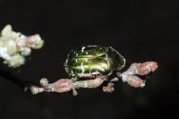 Cetonia aurata