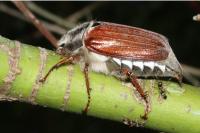 Melolontha melolontha