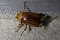Rhizotrogus marginipes