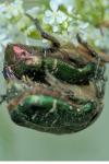 Cetonia aurata
