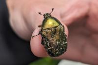 Cetonia aurata