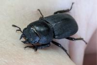 Dorcus parallelipipedus
