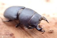 Dorcus parallelipipedus