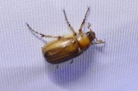 Rhizotrogus marginipes