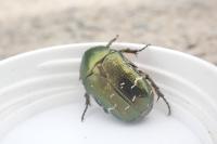 Cetonia aurata