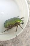 Cetonia aurata