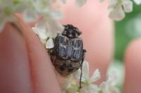 Valgus hemipterus