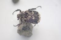 Valgus hemipterus