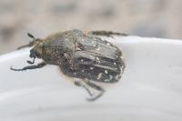 Oxythyrea funesta