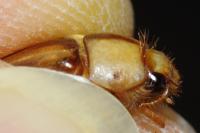 Rhizotrogus aestivus