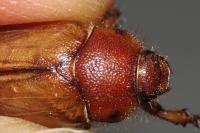 Rhizotrogus cicatricosus