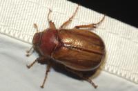 Rhizotrogus cicatricosus