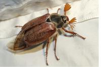 Melolontha melolontha