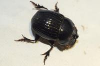 Copris lunaris