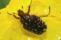 Oxythyrea funesta