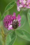 Oxythyrea funesta