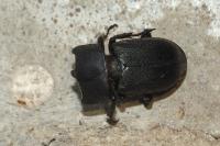 Dorcus parallelipipedus
