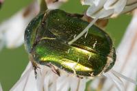 Cetonia aurata
