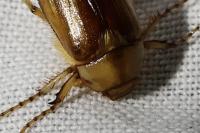 Rhizotrogus aestivus