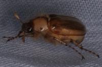 Rhizotrogus marginipes