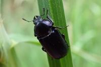 Platycerus caraboides