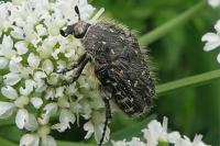 Oxythyrea funesta