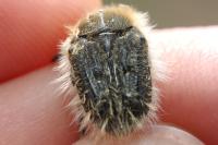 Tropinota squalida