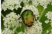 Cetonia aurata