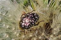 Oxythyrea funesta