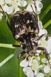 Valgus hemipterus