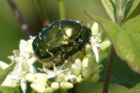 Cetonia aurata