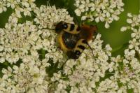 Trichius gallicus