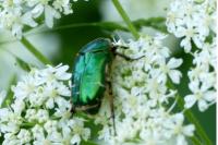 Cetonia aurata