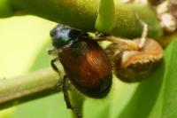 Phyllopertha horticola
