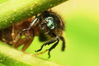 Phyllopertha horticola