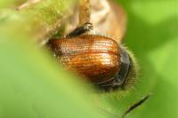 Phyllopertha horticola